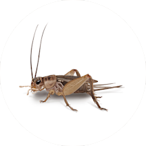 C�rc�r B�ce�i